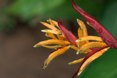 Heliconia psittacorum