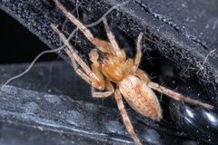 Hibana gracilis