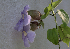 Thunbergia grandiflora