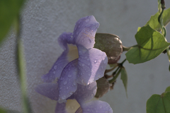 Thunbergia grandiflora