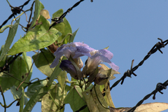 Thunbergia grandiflora