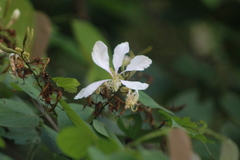 Bauhinia picta