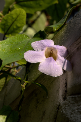 Thunbergia grandiflora