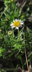 Hysterionica resinosa