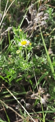 Hysterionica resinosa