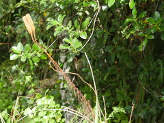 Lilium formosanum