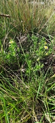 Hysterionica resinosa