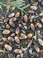 Quercus virginiana