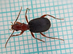 Brachinus crepitans