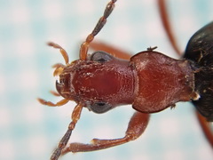 Brachinus crepitans