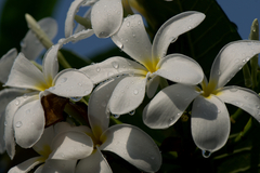 Plumeria obtusa