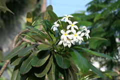 Plumeria obtusa