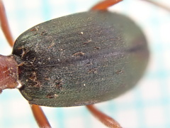 Brachinus crepitans