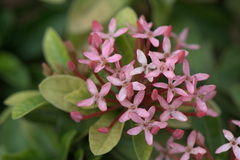 Ixora