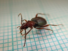 Brachinus crepitans