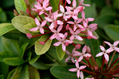 Ixora