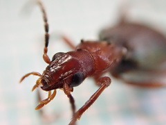 Brachinus crepitans