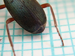 Brachinus crepitans