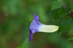Thunbergia erecta
