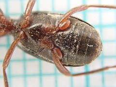Brachinus crepitans