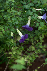 Thunbergia erecta