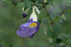 Thunbergia erecta
