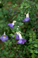 Thunbergia erecta