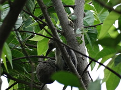 Melanerpes