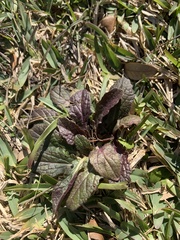 Salvia lyrata
