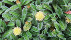Leptinella