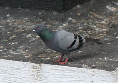 Columba livia domestica