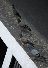 Columba livia domestica