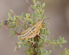 Monistria discrepans