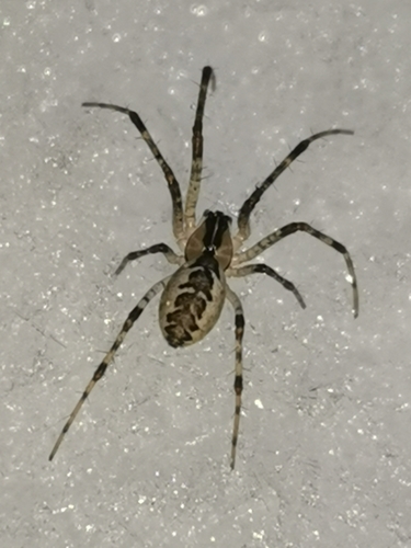Pityohyphantes phrygianus