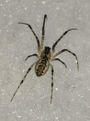 Pityohyphantes phrygianus