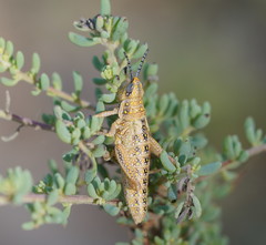 Monistria discrepans