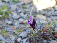 Linaria amethystea amethystea