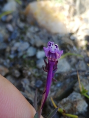 Linaria amethystea amethystea