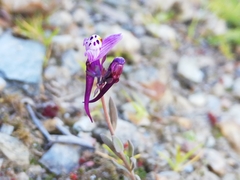 Linaria amethystea amethystea