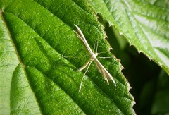 Pterophorus innotatalis