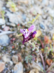 Linaria amethystea amethystea