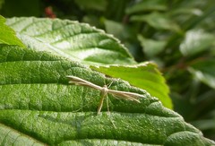 Pterophorus innotatalis