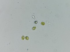 Tetraselmis