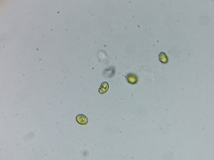 Tetraselmis