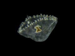 Proboscidactyla flavicirrata