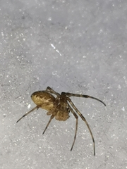 Pityohyphantes phrygianus