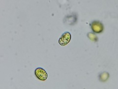 Tetraselmis