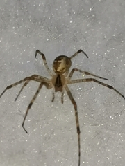 Pityohyphantes phrygianus