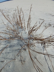 Schizachyrium maritimum