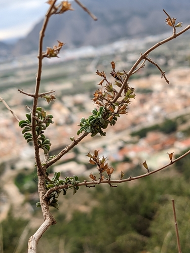 Image of Satureja cuneifolia by no rights reserved